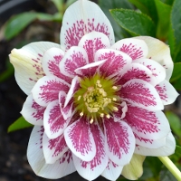 Buy Plants Online- Hellebores