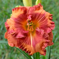 Buy Plants Online- Daylilies