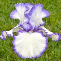 Buy Plants Online- Iris